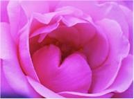 Pink Rose